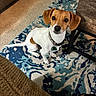 dog, small_dog, brown_and_white, sitting, indoor, carpet, rug, furniture, table, couch, collar, pet, looking_up, floor, domestic, animal, cute, ears, tail, alert