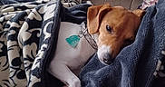 Riley joined the competition — help win amazing prizes! dog, blanket, couch, sleeping, cozy, pet, fur, collar, indoor, resting, brown, white, texture, comfort, relaxation, animal, canine, domestic, snuggled, soft