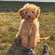 Miley is registered to the contest to win money with this photo: animal, brown, collar, cute, dog, fence, fluffy, fur, garden, grass, outdoor, pet, pet_accessory, playful, puppy, rope_toy, sitting, sunlight, toy, young_dog