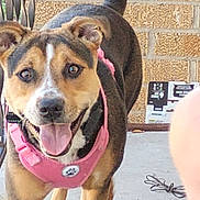 Tina joined the competition — help win amazing prizes! dog, canine, pet, pink_harness, tongue_out, porch, brick_wall, happy, playful, animal, mammal, close_up, outdoor, paw, tail, snout, ears, friendly, excited, walking