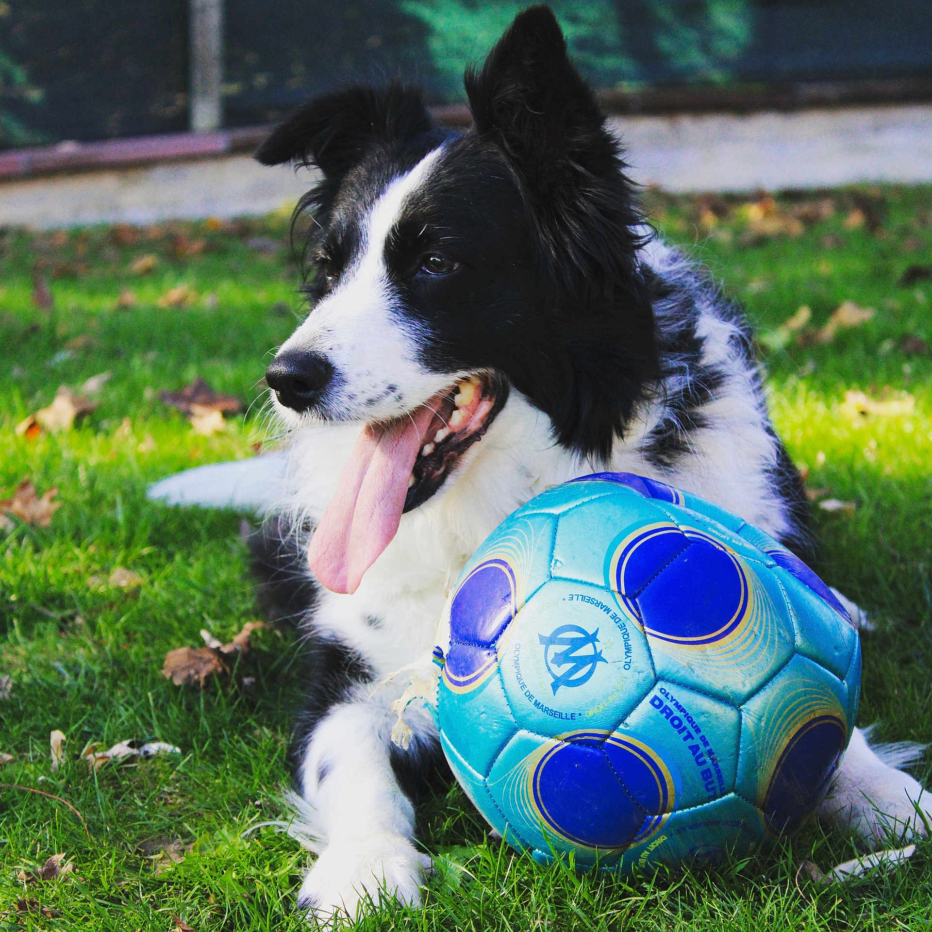 Izzie a rejoint le concours — aidez-le/la à gagner de superbes lots ! animal, ball, canine, collie, dog, field, football, grass, lawn, people, pet, plant, puppy, soccer, soccerball, sphere, sport, tennis, tennisball, terrier