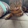 cat, tabby, pet, animal, indoor, couch, pillow, striped, fur, whiskers, relaxing, window, cozy, home, feline, green_eyes, soft_light, resting, domestic_cat, curious