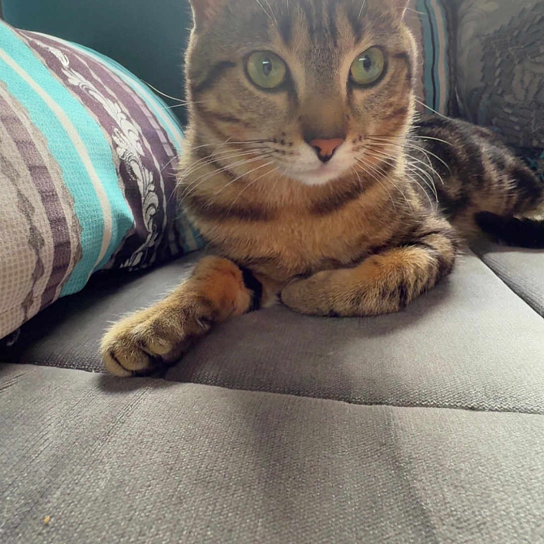 Tayko a rejoint le concours — aidez-le/la à gagner de superbes lots ! animal, cat, couch, cozy, curious, domestic_cat, feline, fur, green_eyes, home, indoor, pet, pillow, relaxing, resting, soft_light, striped, tabby, whiskers, window