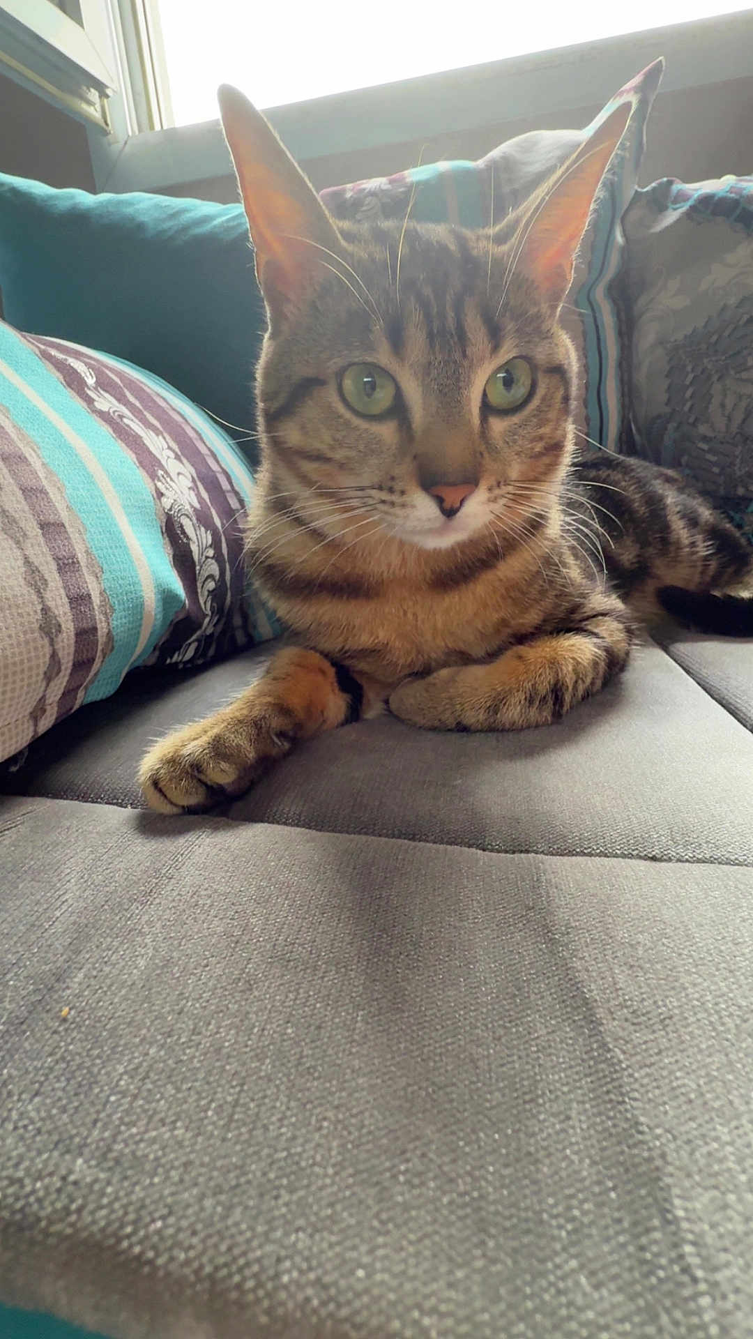 Tayko a rejoint le concours — aidez-le/la à gagner de superbes lots ! cat, tabby, pet, animal, indoor, couch, pillow, striped, fur, whiskers, relaxing, window, cozy, home, feline, green_eyes, soft_light, resting, domestic_cat, curious