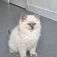 Blizzard participe au concours pour gagner de l'argent avec cette photo : kitten, cat, blue_eyes, fluffy, fur, pet, animal, indoor, floor, gray_floor, white_fur, small, cute, sitting, young, feline, domestic_cat, portrait, ears, whiskers