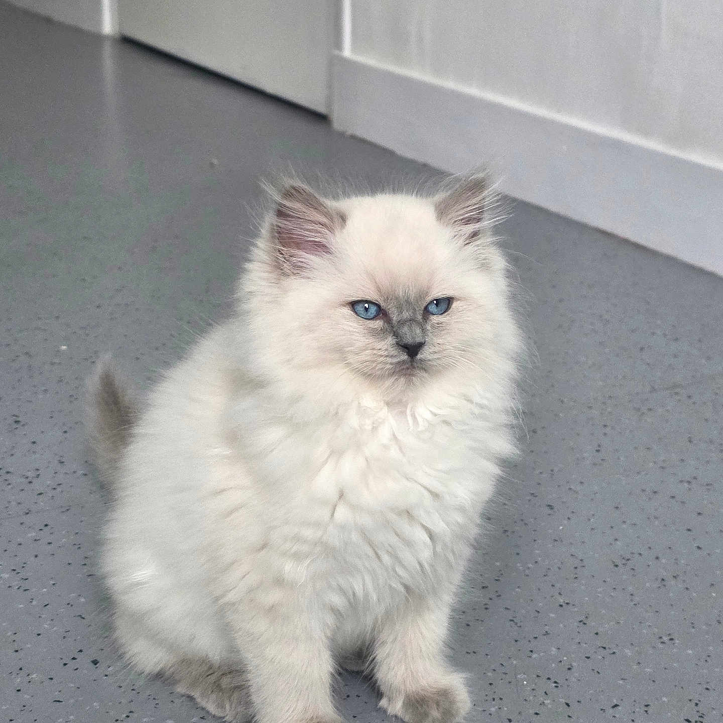 Blizzard participe au concours pour gagner de l'argent avec cette photo : kitten, cat, blue_eyes, fluffy, fur, pet, animal, indoor, floor, gray_floor, white_fur, small, cute, sitting, young, feline, domestic_cat, portrait, ears, whiskers