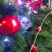 Zelda participe au concours pour gagner de l'argent avec cette photo : kitten, cat, christmas_tree, ornaments, red_balls, greenery, holiday, decorations, lights, pine_needles, festive, cute, pet, animal, indoor, curious, furry, white_cat, christmas, celebration