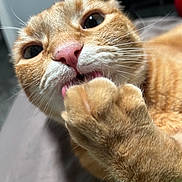 Leo joined the competition — help win amazing prizes! animal, cat, close_up, cute, eyes, face, feline, fur, grooming, home, indoor, orange_tabby, paw, pet, pink_nose, portrait, relaxing, soft_light, tongue, whiskers