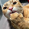 animal, cat, close_up, cute, eyes, face, feline, fur, grooming, home, indoor, orange_tabby, paw, pet, pink_nose, portrait, relaxing, soft_light, tongue, whiskers