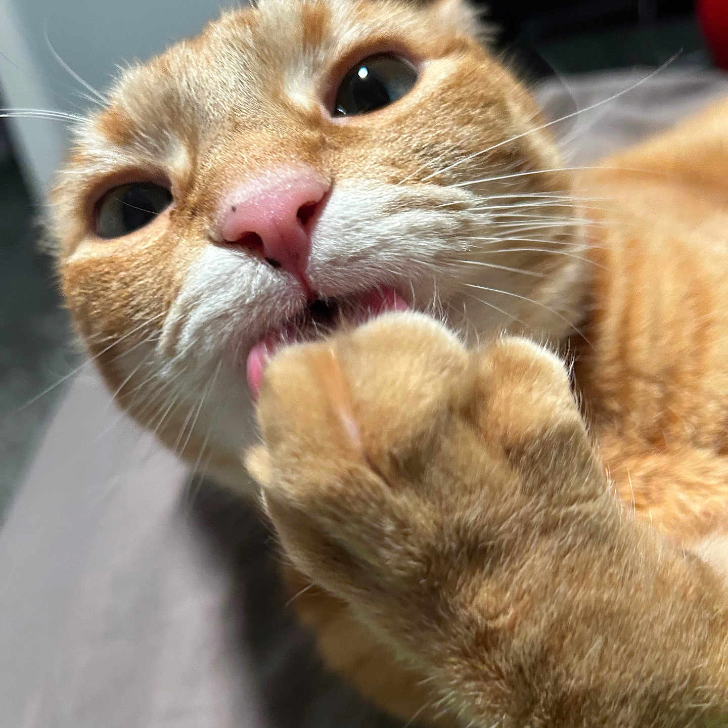Leo joined the competition — help win amazing prizes! animal, cat, close_up, cute, eyes, face, feline, fur, grooming, home, indoor, orange_tabby, paw, pet, pink_nose, portrait, relaxing, soft_light, tongue, whiskers