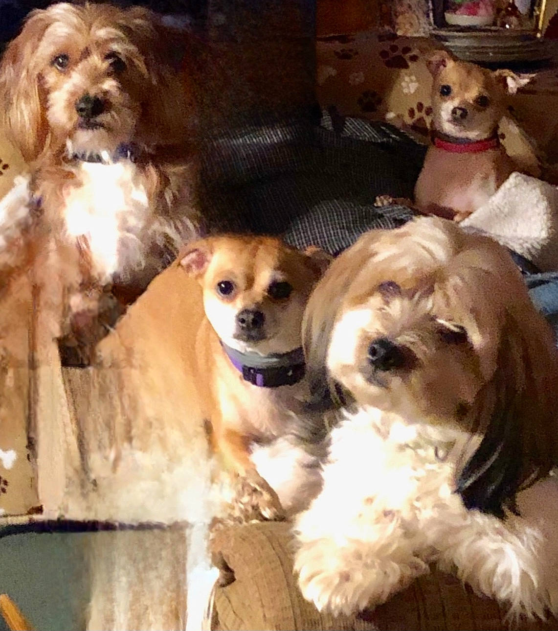 Callie is registered to the contest to win money with this photo: canidae, carnivore, chair, companion_dog, dog, dog_breed, dog_collar, dog_supply, fawn, fur, liver, maltepoo, pet_supply, small_terrier, snout, sporting_group, sunglasses, tibetan_spaniel, toy_dog, working_animal