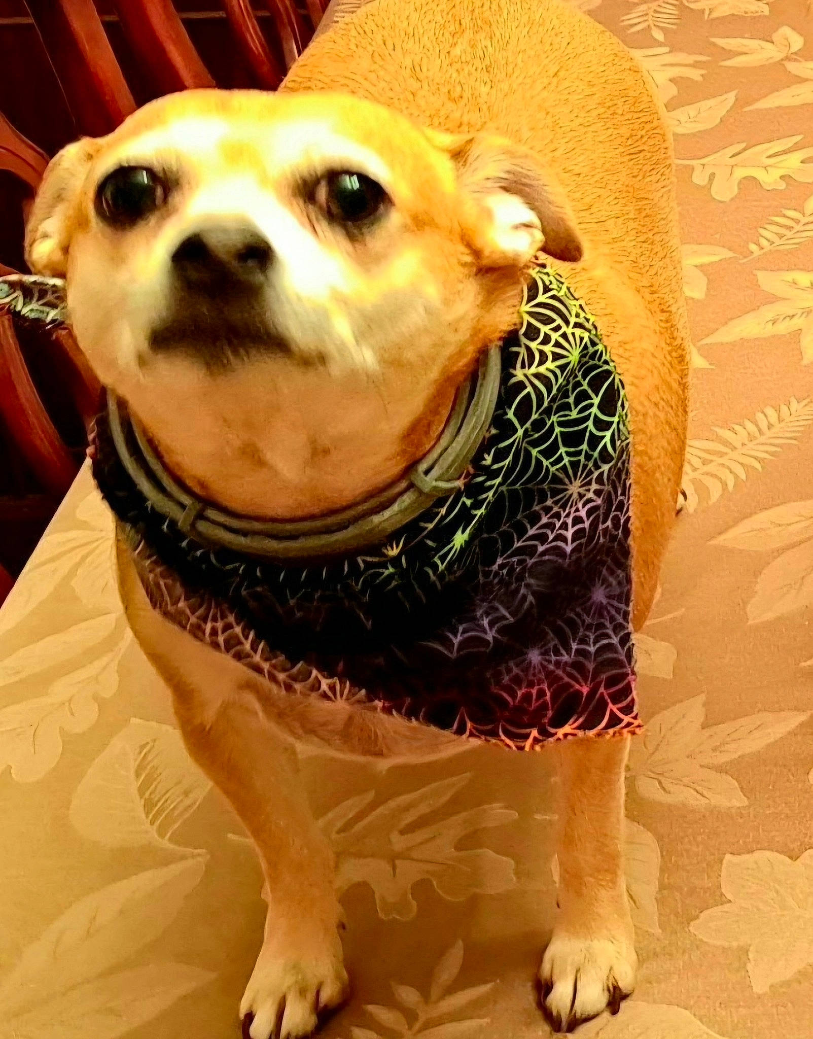 Sallie is registered to the contest to win money with this photo: carnivore, collar, companion_dog, dog, dog_breed, dog_clothes, dog_collar, dog_supply, fawn, flooring, foot, fur, pattern, pet_supply, sleeve, snout, sporting_group, toy_dog, whiskers, working_animal