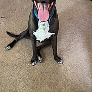 Cooper is registered to the contest to win money with this photo: animal, black_dog, blue_collar, canine, carpet, dog, ears, friendly, fur, happy, house, indoor, living_room, pet, playful, sitting, tail, tongue_out, two_dogs, white_chest_patch