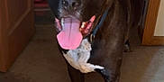 Cooper joined the competition — help win amazing prizes! animal, black_dog, canine, carpet, collar, dog, door, ears_up, excited, floor, front_legs, happy, household, indoor, looking_at_camera, pet, room, standing, tongue_out, white_patch