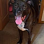 animal, black_dog, canine, carpet, collar, dog, door, ears_up, excited, floor, front_legs, happy, household, indoor, looking_at_camera, pet, room, standing, tongue_out, white_patch
