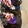 Cooper joined the competition — help win amazing prizes! animal, black_dog, blanket, canine, collar, comfort, couch, cozy, dog, furniture, home, indoor, laying_down, paw, pet, purple_blanket, red_and_white_blanket, relaxed, resting, sleeping