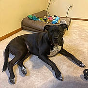 Cooper is registered to the contest to win money with this photo: dog, black_dog, white_patches, carpet, dog_bed, toys, indoor, pet, animal, resting, looking_at_camera, floor, cord, wall, plug, corner, paw, ears, snout, laying_down