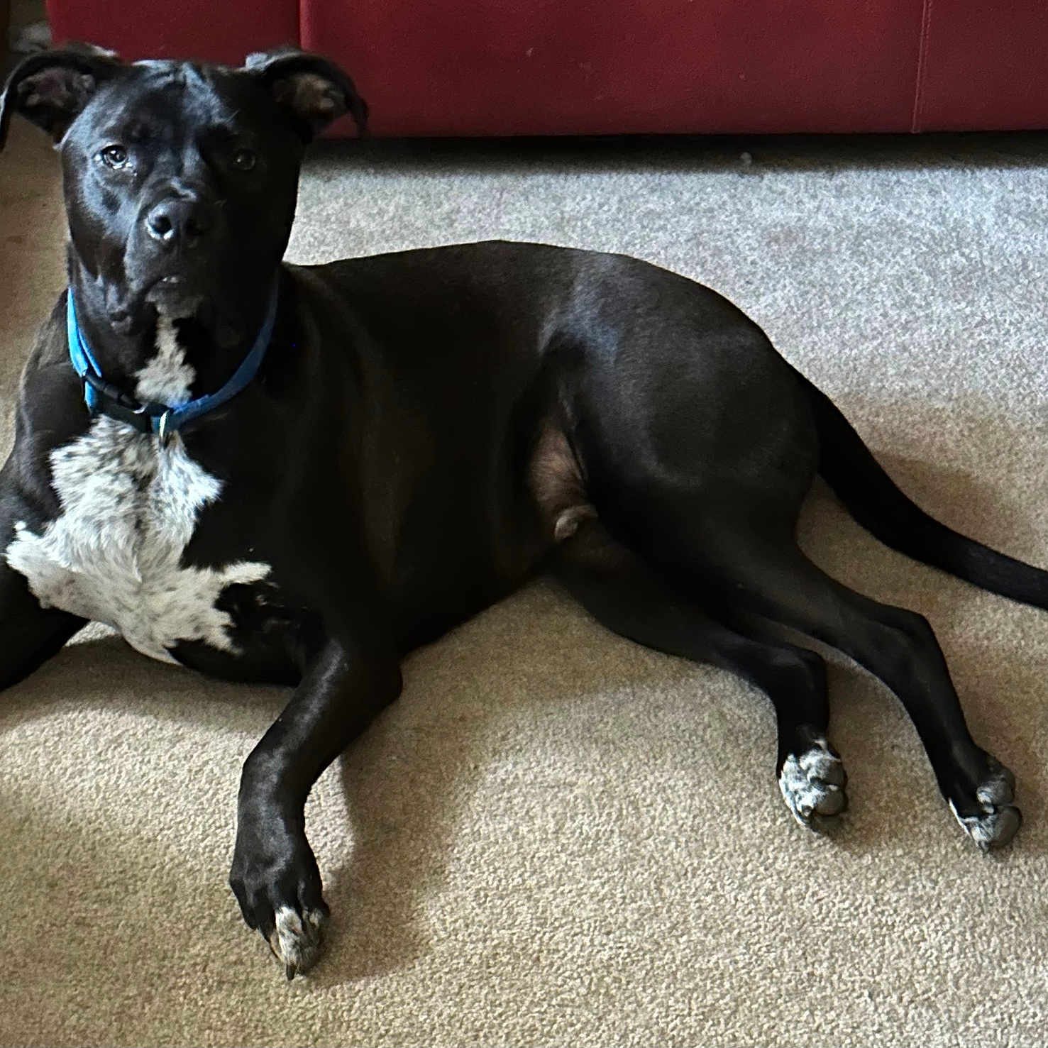 Cooper joined the competition — help win amazing prizes! animal, architecture, ball, boxer, bulldog, canine, couch, dog, furniture, greatdane, hound, labradorretriever, pet, pitbull, pointer, puppy, snout, sport, tennis, tennisball