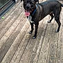 Cooper is registered to the contest to win money with this photo: animal, black_dog, blue_collar, canine, daylight, dog, domestic_animal, ears_up, fence, friendly, fur, happy, looking, outdoor, pet, playful, smiling, standing, tongue_out, wooden_deck