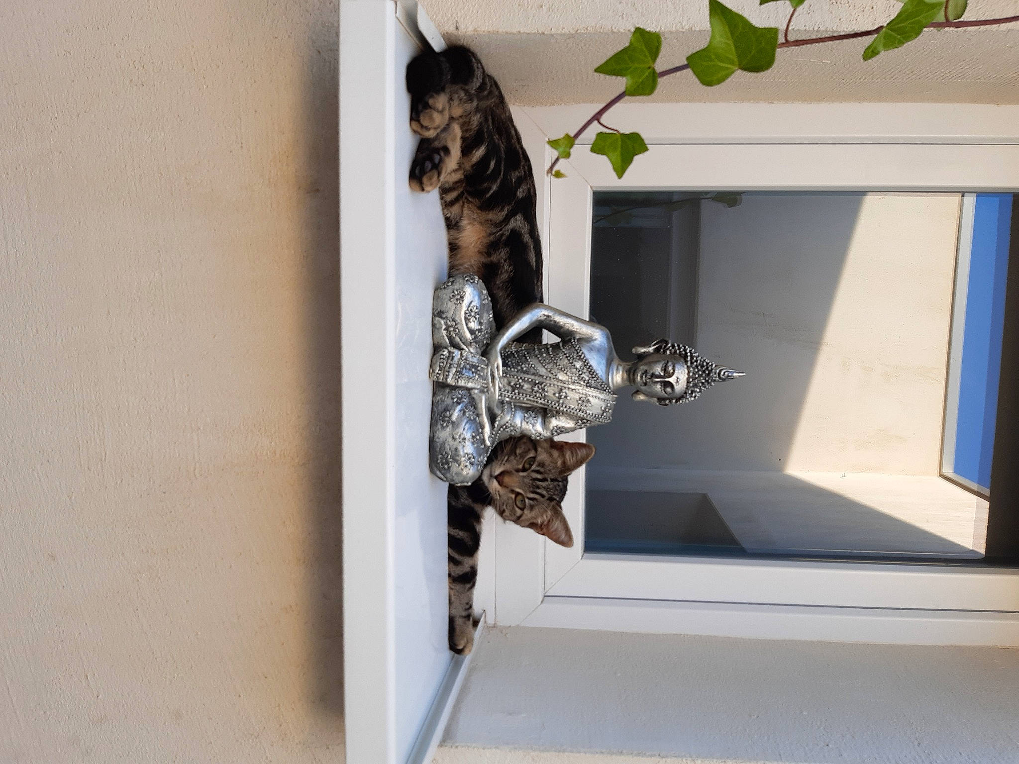 Moustique a rejoint le concours — aidez-le/la à gagner de superbes lots ! carnivore, cat, domestic_short_haired_cat, felidae, small_to_medium_sized_cats, tabby_cat, tail, whiskers