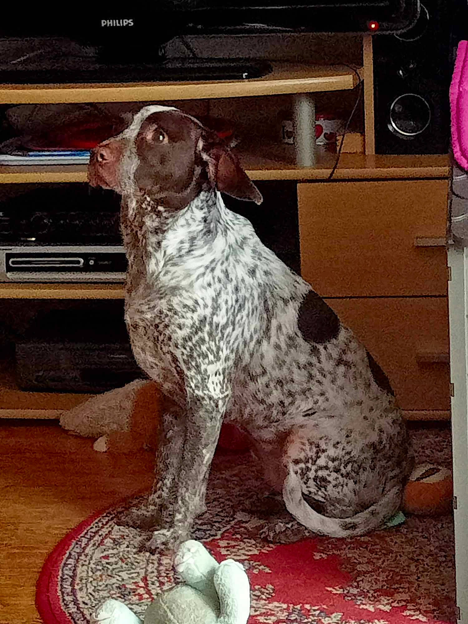 Sandy participe au concours pour gagner de l'argent avec cette photo : braque_francais, canidae, carnivore, companion_dog, dog, dog_breed, flooring, fur, gun_dog, liver, metal, non_sporting_group, pointing_breed, snout, sporting_group, studio_monitor, vehicle, vehicle_door, wood, working_animal