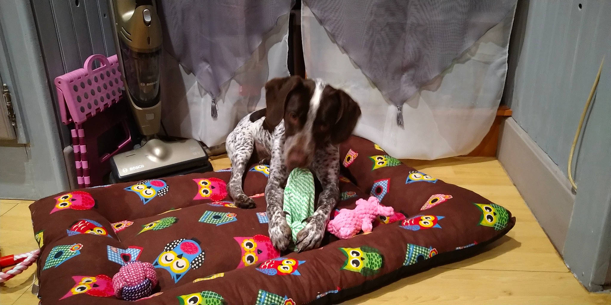 Sandy participe au concours pour gagner de l'argent avec cette photo : canidae, car_seat, carnivore, comfort, companion_dog, couch, dog, dog_bed, dog_breed, dog_supply, fawn, flooring, fur, linens, magenta, pattern, pet_supply, room, sporting_group, stuffed_toy