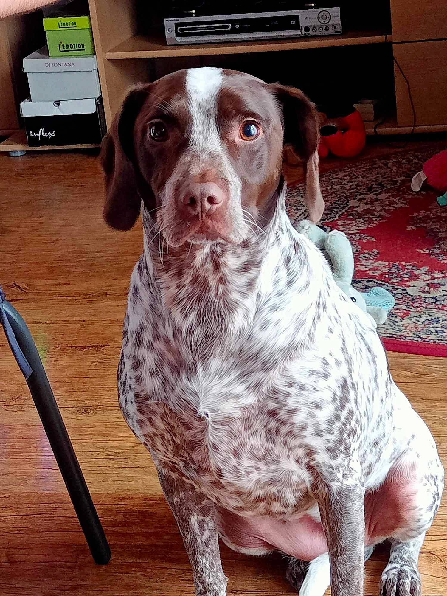 Sandy a rejoint le concours — aidez-le/la à gagner de superbes lots ! braque_francais, carnivore, companion_dog, cutlery, dog, dog_breed, fawn, fork, fur, gun_dog, kitchen_utensil, liver, metal, snout, sporting_group, table_knife, tableware, whiskers, wood, working_animal