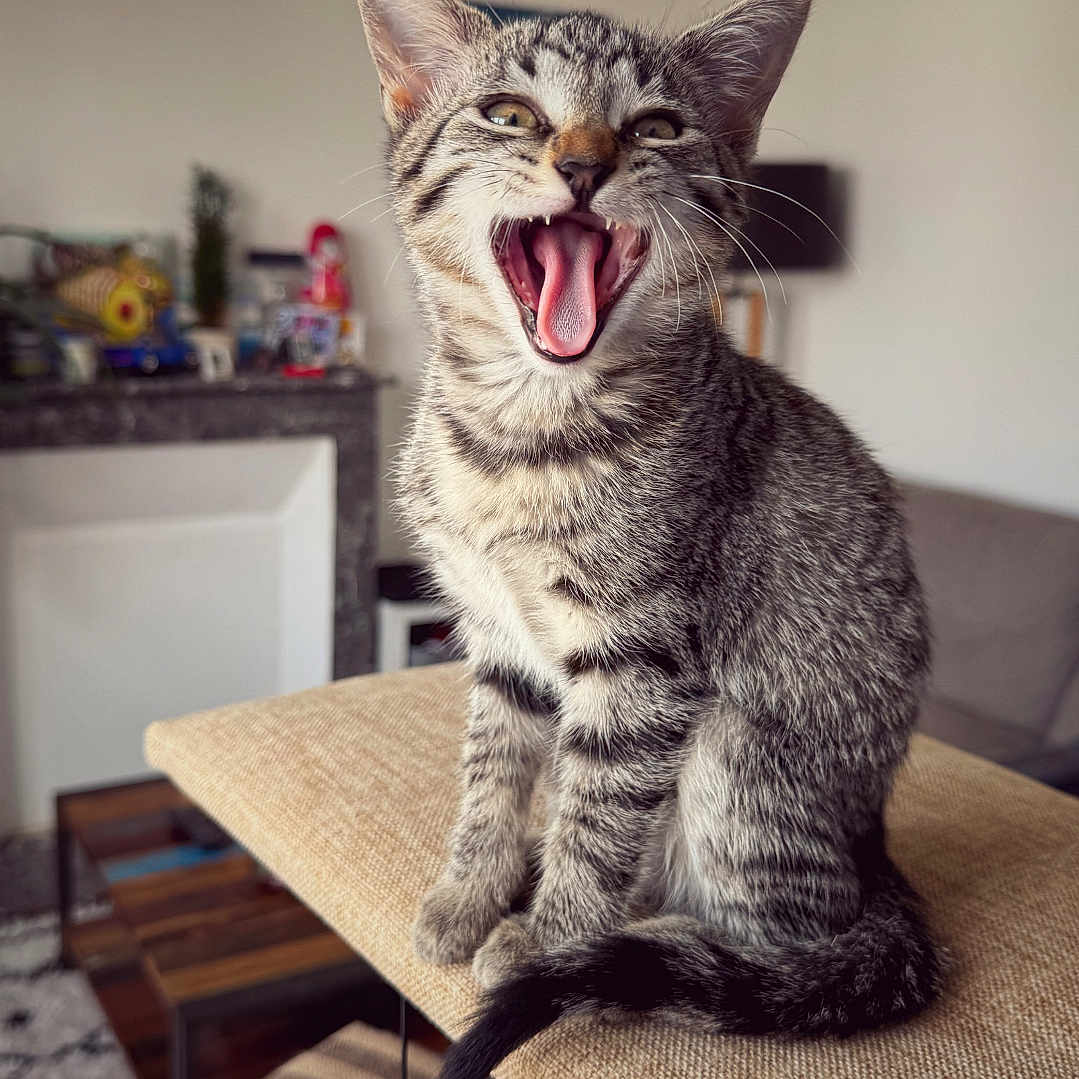 Viva a rejoint le concours — aidez-le/la à gagner de superbes lots ! abyssinian, animal, architecture, bodypart, building, cat, chair, couch, furniture, hardwood, indoors, livingroom, manx, mouth, person, pet, room, table, tongue, wood