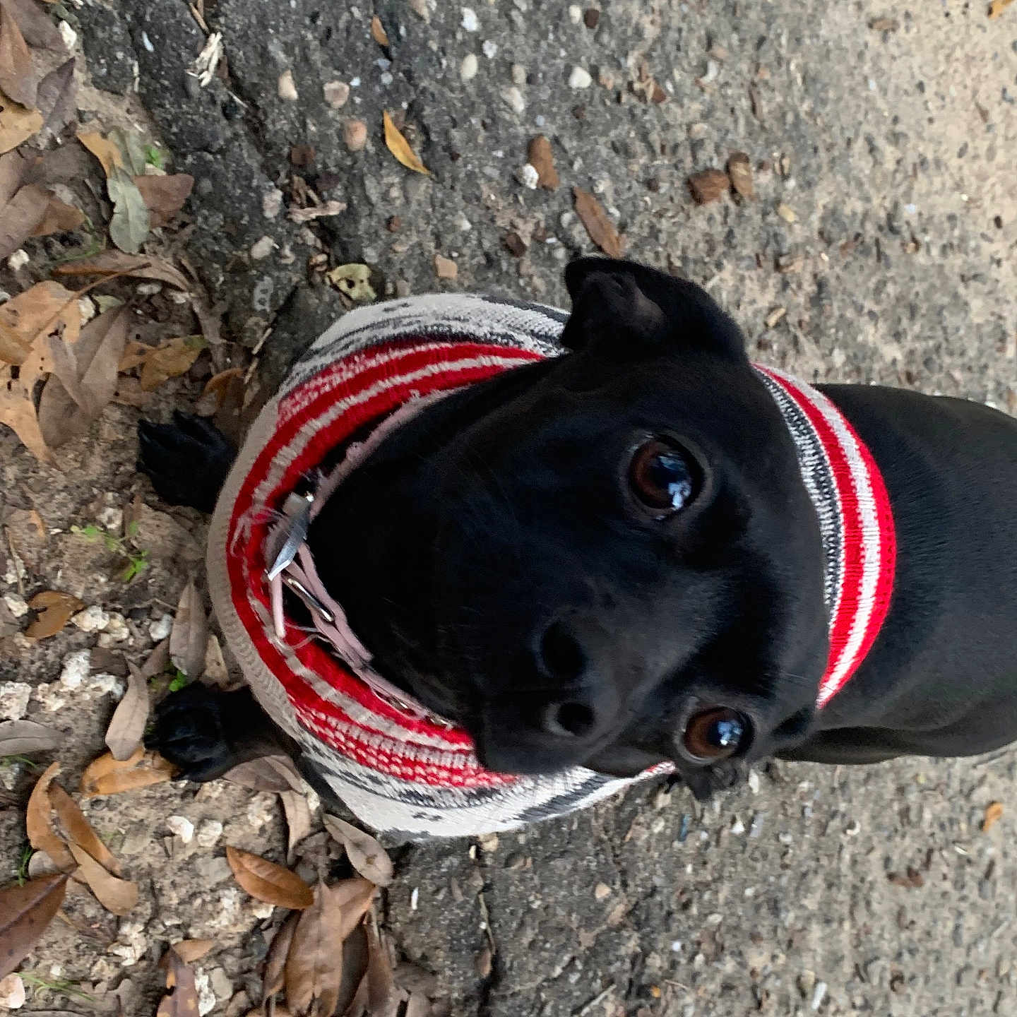 French Fry is registered to the contest to win money with this photo: accessories, animal, ball, canine, cap, clothing, dog, glove, hat, hound, leash, pet, puppy, road, rock, soil, sport, strap, tennis, tennisball