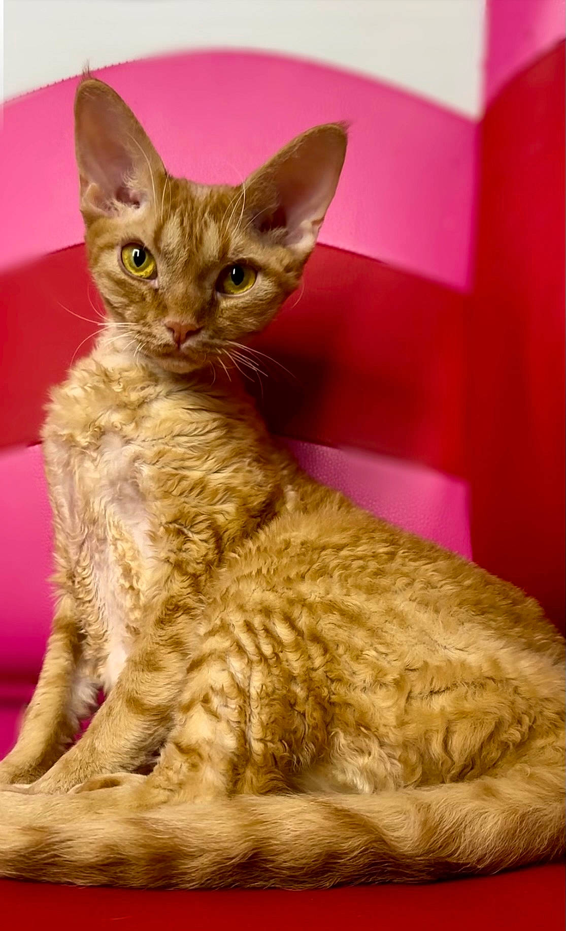 Alfredo is registered to the contest to win money with this photo: carnivore, cat, claw, fawn, felidae, fur, small_to_medium_sized_cats, snout, tail, terrestrial_animal, whiskers, wildlife