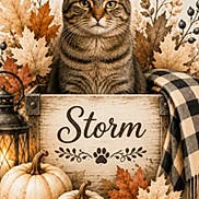 Storm is registered to the contest to win money with this photo: animal, autumn, berries, blanket, cat, fall, framed_art, home_decor, indoor, lantern, maple_leaves, pet, plaid, portrait, pumpkins, rustic, seasonal_decor, sitting, tabby_cat, wooden_sign