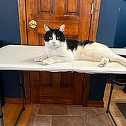 Oreo is registered to the contest to win money with this photo: cat, black_and_white, feline, indoor, table, wooden_door, floor_tiles, floor_wood, pet, animal, relaxed, lying_down, curious, domestic, fur, paws, eyes, whiskers, home, quiet