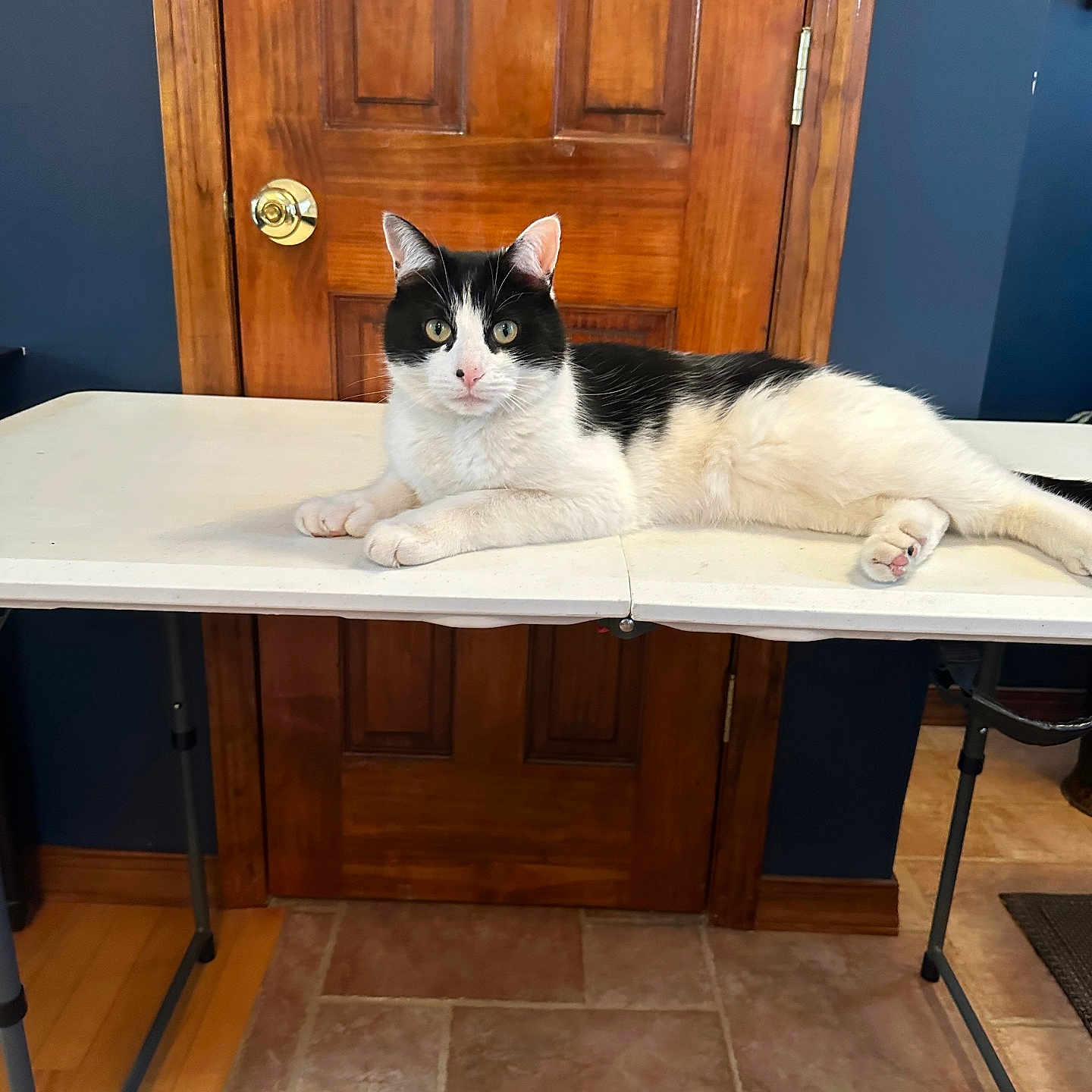 Oreo is registered to the contest to win money with this photo: cat, black_and_white, feline, indoor, table, wooden_door, floor_tiles, floor_wood, pet, animal, relaxed, lying_down, curious, domestic, fur, paws, eyes, whiskers, home, quiet