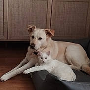Louna participe au concours pour gagner de l'argent avec cette photo : animal, cat, companion, cozy, dog, domestic_animal, floor, friendship, fur, furniture, household, indoor, light_brown_dog, mammal, pet_bed, relaxed, resting, white_cat, wooden_cabinet, wooden_floor
