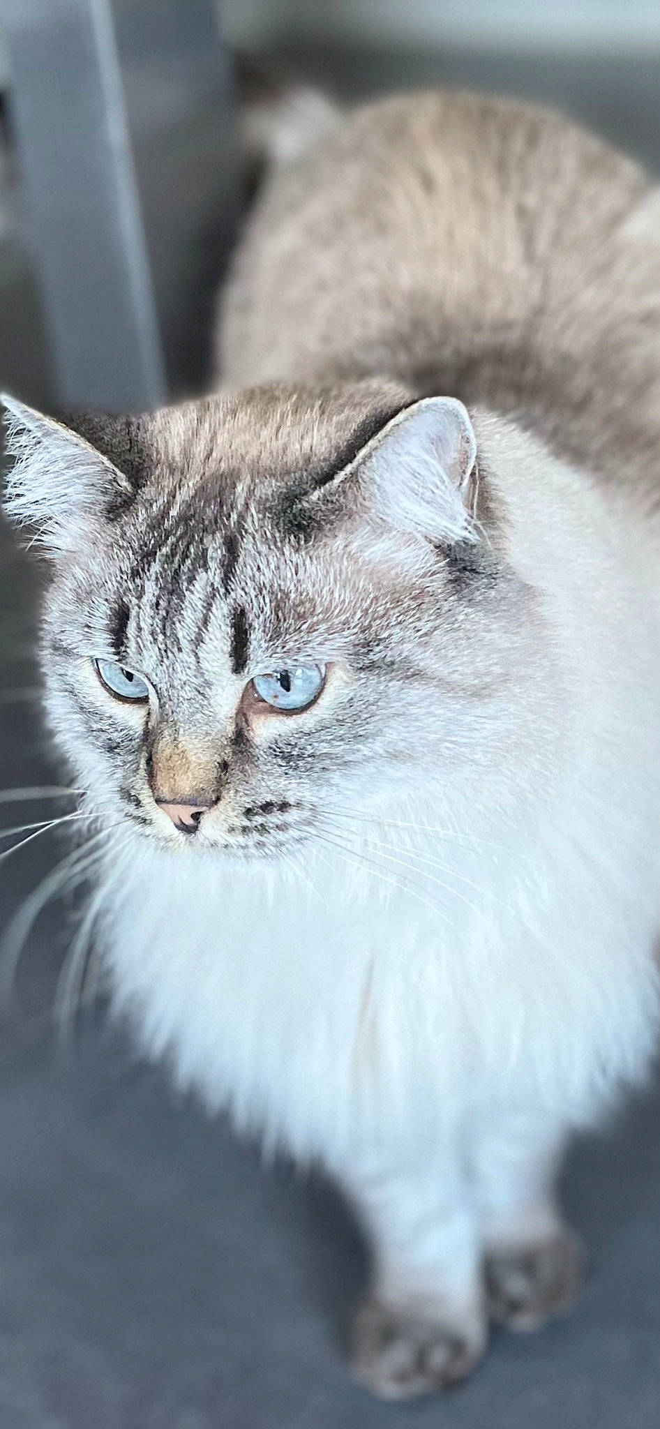 Iris participe au concours pour gagner de l'argent avec cette photo : british_longhair, carnivore, cat, close_up, domestic_short_haired_cat, felidae, fur, paw, siberian, small_to_medium_sized_cats, snout, terrestrial_animal, whiskers, wildlife, window
