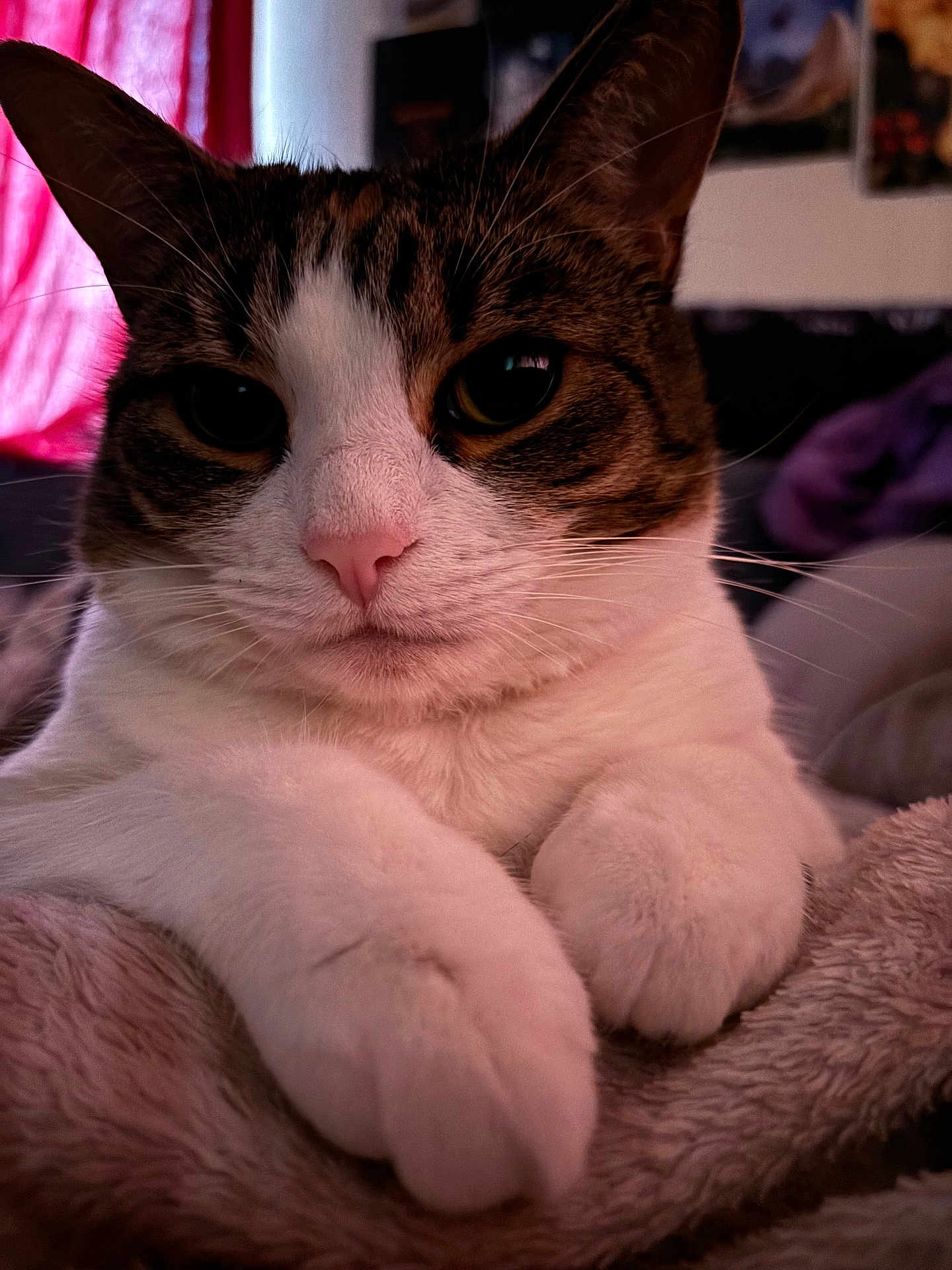 Nezuko is registered to the contest to win money with this photo: cat, close_up, white_paws, tabby, pet, feline, indoor, blanket, cozy, curious, face, whiskers, pink_nose, soft_fur, resting, animal, cute, portrait, domestic_cat, relaxed