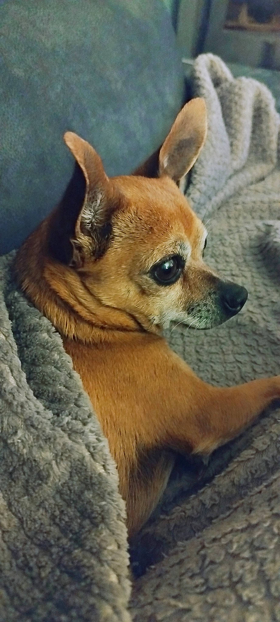 Lina participe au concours pour gagner de l'argent avec cette photo : ancient_dog_breeds, canidae, carnivore, companion_dog, corgi_chihuahua, dog, dog_breed, ear, fawn, fur, jaw, non_sporting_group, puppy, snout, sporting_group, terrestrial_animal, toy_dog, whiskers, wildlife, working_animal