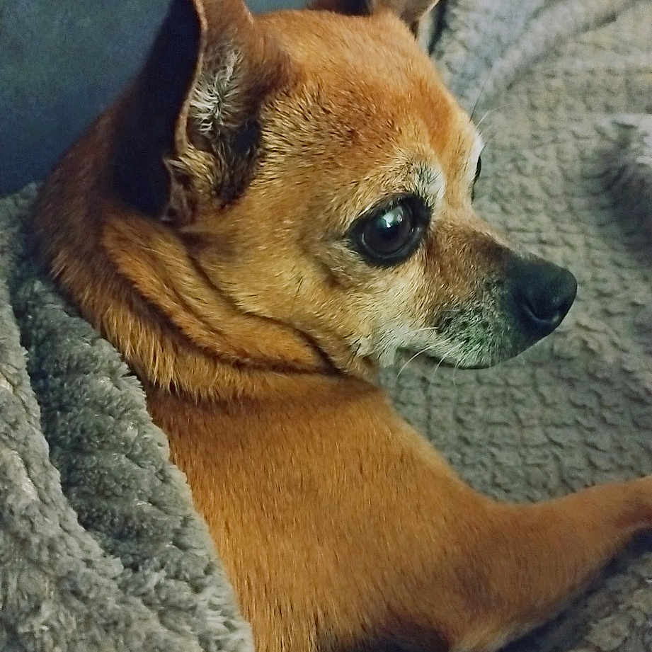 Lina