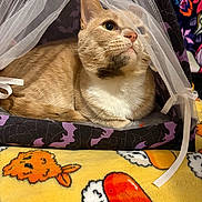 Jesse Pinkman is registered to the contest to win money with this photo: animal, bat_pattern, blanket, cat, colorful, cozy, curious, cute, feline, fish_pattern, ginger_cat, indoor, mesh_curtain, pet, resting, soft_texture, sushi_pattern, tent, white_fur, yellow_blanket