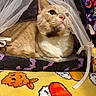 animal, bat_pattern, blanket, cat, colorful, cozy, curious, cute, feline, fish_pattern, ginger_cat, indoor, mesh_curtain, pet, resting, soft_texture, sushi_pattern, tent, white_fur, yellow_blanket