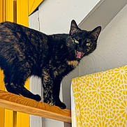 Maya a rejoint le concours — aidez-le/la à gagner de superbes lots ! cat, tortoiseshell_cat, wooden_rod, yellow_door, patterned_cloth, indoor, pet, animal, feline, green_eyes, mid_meow, fur, perched, vertical_surface, colorful, domestic_animal, closeup, whiskers, claw, playful