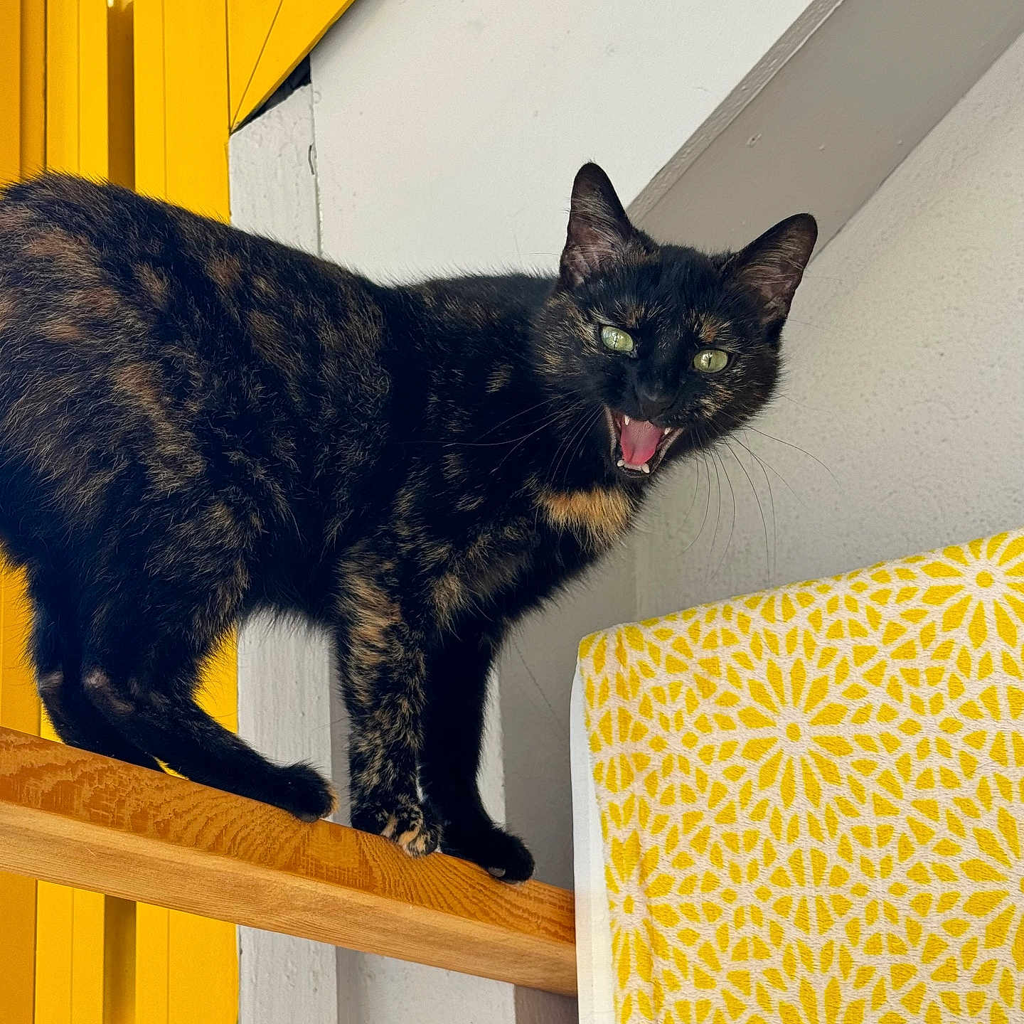 Maya a rejoint le concours — aidez-le/la à gagner de superbes lots ! animal, cat, claw, closeup, colorful, domestic_animal, feline, fur, green_eyes, indoor, mid_meow, patterned_cloth, perched, pet, playful, tortoiseshell_cat, vertical_surface, whiskers, wooden_rod, yellow_door