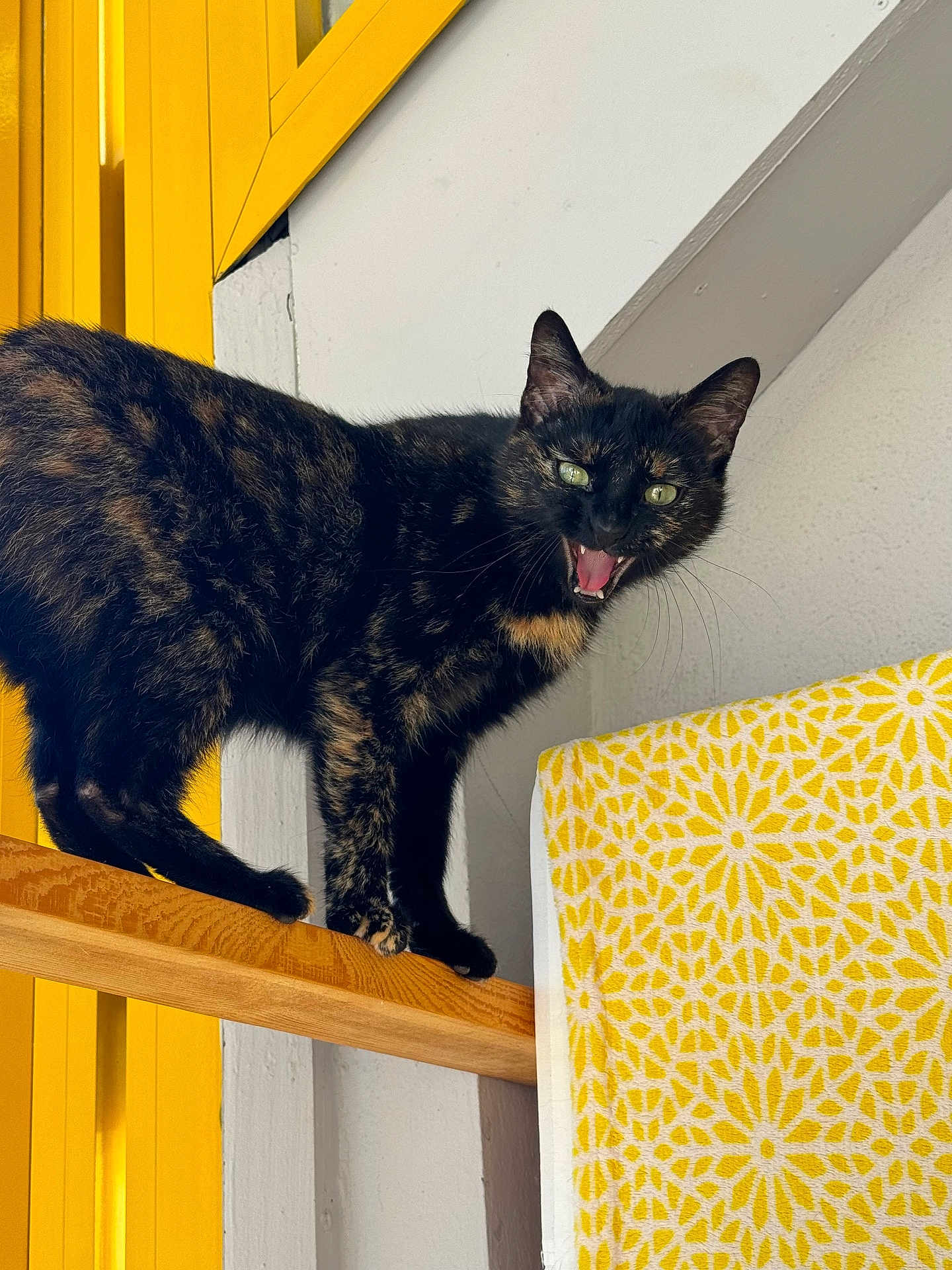 Maya