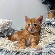 Isaïa participe au concours pour gagner de l'argent avec cette photo : kitten, cat, orange_tabby, feline, pet, cute, fluffy, blanket, cozy, indoor, young, animal, whiskers, ears, paws, fur, relaxed, portrait, soft_texture, curious