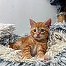 kitten, cat, orange_tabby, feline, pet, cute, fluffy, blanket, cozy, indoor, young, animal, whiskers, ears, paws, fur, relaxed, portrait, soft_texture, curious