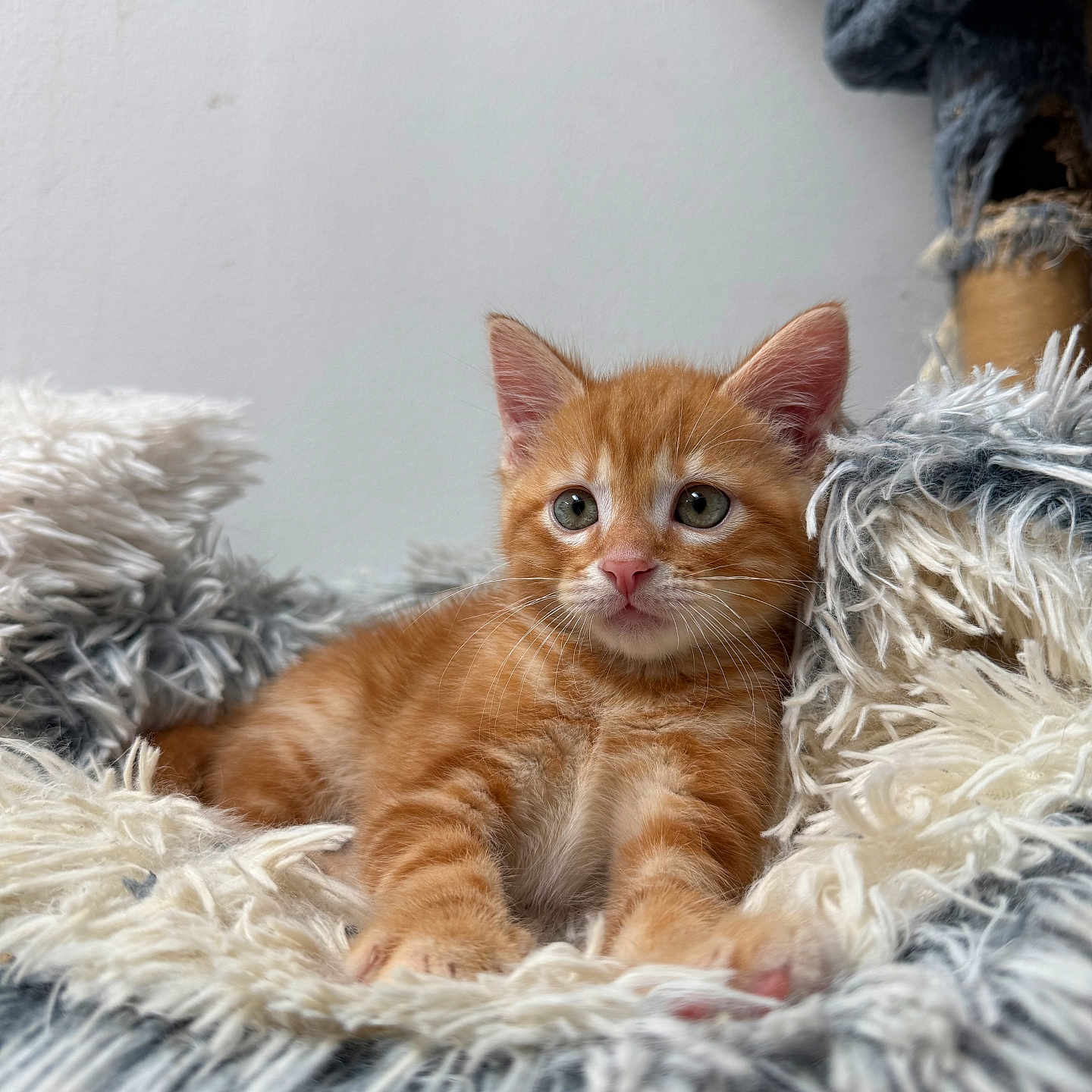 Isaïa participe au concours pour gagner de l'argent avec cette photo : kitten, cat, orange_tabby, feline, pet, cute, fluffy, blanket, cozy, indoor, young, animal, whiskers, ears, paws, fur, relaxed, portrait, soft_texture, curious
