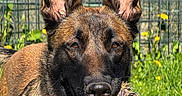 June participe au concours pour gagner de l'argent avec cette photo : dog, belgian_malinois, rope_toy, grass, yellow_flowers, fence, outdoor, pet, playful, animal, canine, ears, mouth, nose, fur, sunlight, garden, nature, close_up, happy