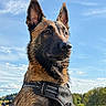 dog, german_shepherd, harness, outdoor, lake, sky, clouds, nature, portrait, animal, canine, grass, water, daytime, alert, ears_up, close_up, pet, mammal, landscape