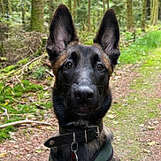 June a rejoint le concours — aidez-le/la à gagner de superbes lots ! dog, canine, pet, outdoor, forest, path, trees, greenery, collar, harness, ears, animal, nature, moss, leaves, muzzle, alert, young, portrait, brown