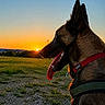 June participe au concours pour gagner de l'argent avec cette photo : dog, sunset, outdoor, field, grass, sky, nature, animal, pet, canine, collar, tongue, ears, sun, landscape, evening, silhouette, profile, vibrant, scenery
